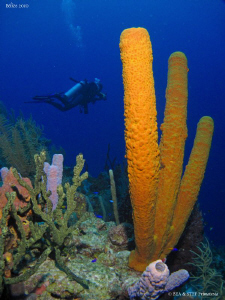 Yellow sponge. Turneffe atoll, Belize. Canon Ixus 980, WA... by Bea & Stef Primatesta 